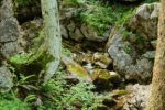 2014-07-05_Laengental-N-Hochweg (470). JPG